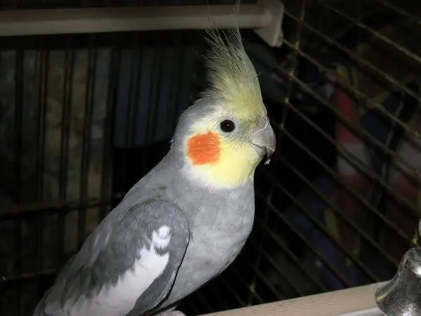 Cum să înveți un cockatiel să vorbească