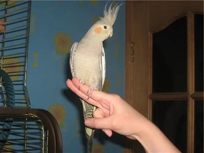 How to teach a parrot to sit on your hand