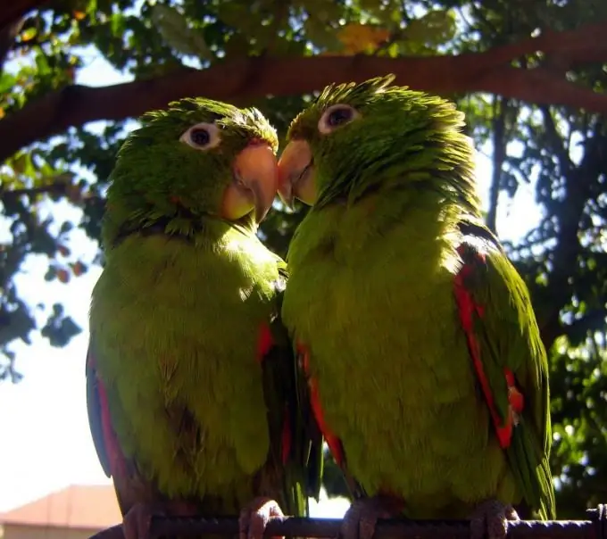 how to train a lovebird video