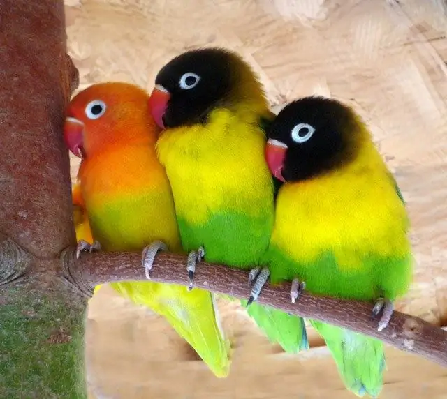 cara mengajari lovebird ke tangan