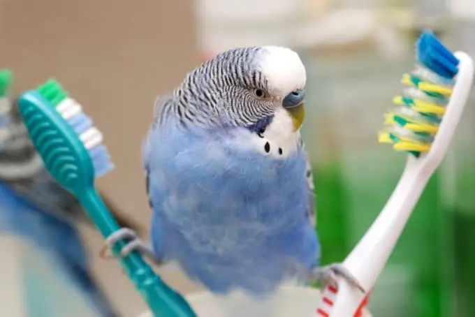 how to wash birds