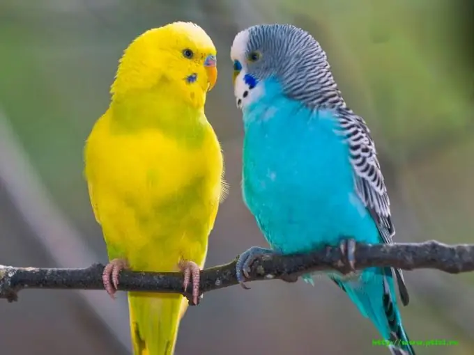 berapa kos burung kakak tua