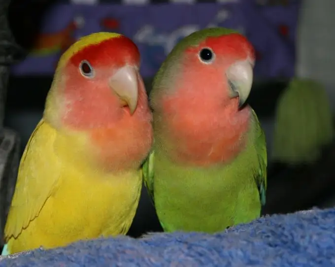 Jinsi ya kuosha budgies