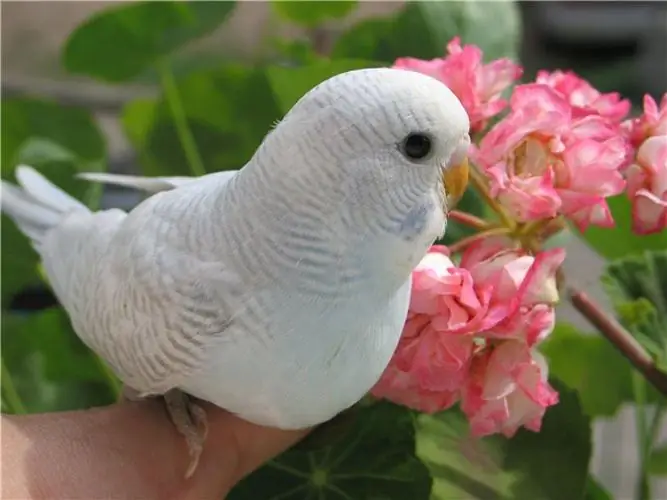 How to teach a budgerigar to sit on your hand