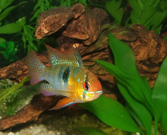 kā barot cichlids