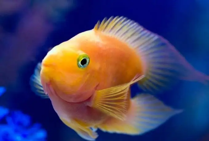 How to get rid of cloudiness in an aquarium