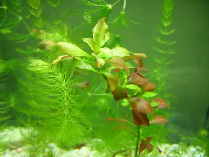 come sbarazzarsi delle alghe in acquario