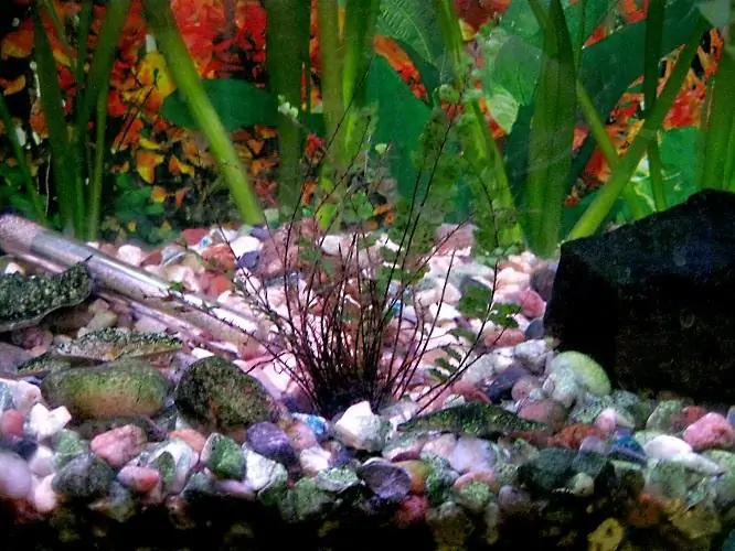 how to get rid of cloudy water in an aquarium?