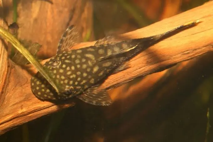 adakah ikan keli akuarium memakan cacing