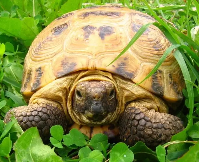 Kā noteikt sauszemes bruņurupuča vecumu