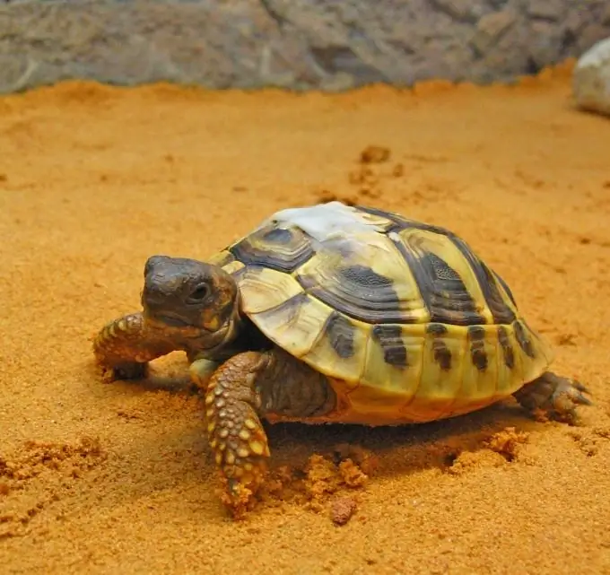 kā noteikt bruņurupuču galda vecumu