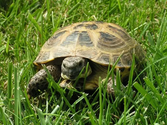 kā izturēties pret bruņurupuci ar meiteni vai zēnu