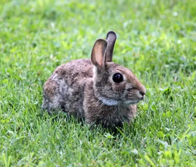 Wie man einem Kaninchen ein Geschirr anlegt