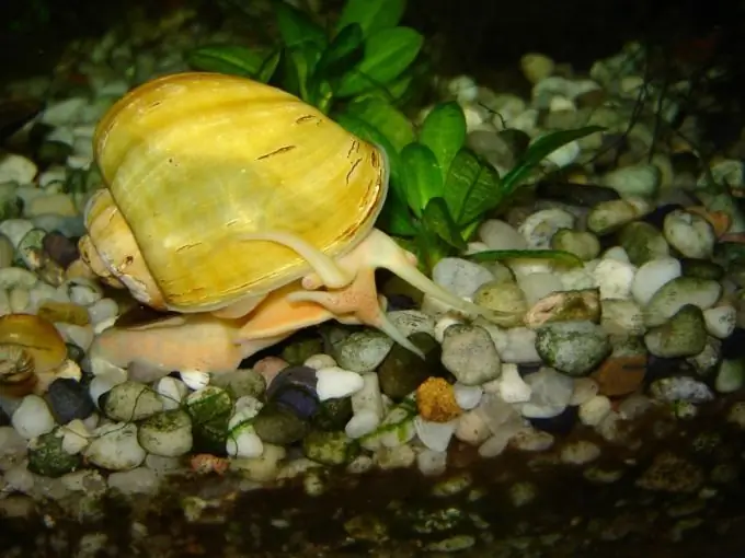 Aquarium Schnecken Aquarium Schnecken