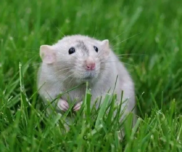 Berapa lama hamster tinggal di rumah