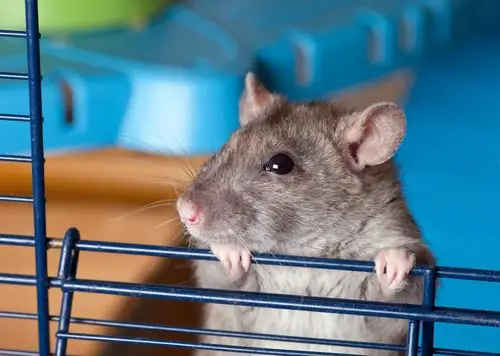 comment équiper une cage de hamster de vos propres mains