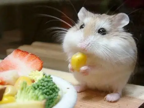 www.msed to the hamster