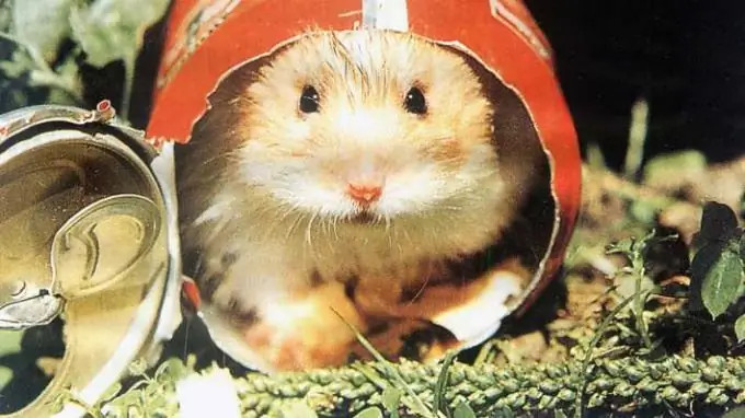 comment s'entendre avec les hamsters