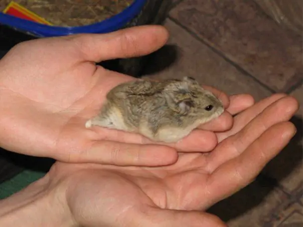 comment attraper un petit hamster à la maison