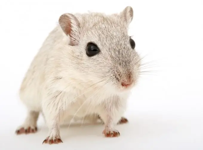 gerbils хүйсийг хэрхэн тодорхойлох