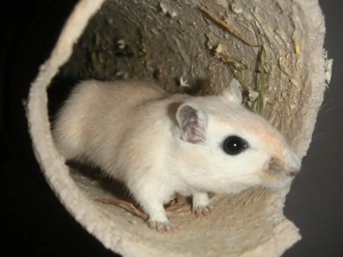 gerbils jinsini tan olish