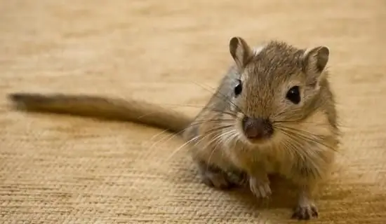 posso dar banho em gerbils?