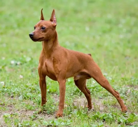 Cara menamakan pinscher