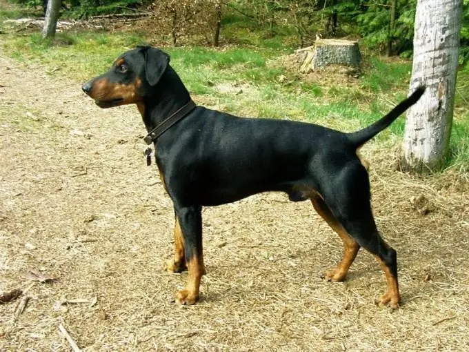 vitamin anak anjing pinscher