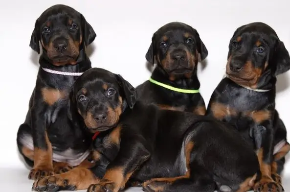 bir aile için bir Doberman köpek yavrusu nasıl seçilir