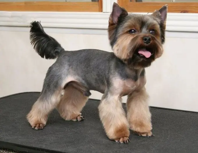 hvordan man klipper en yorkshire terrier