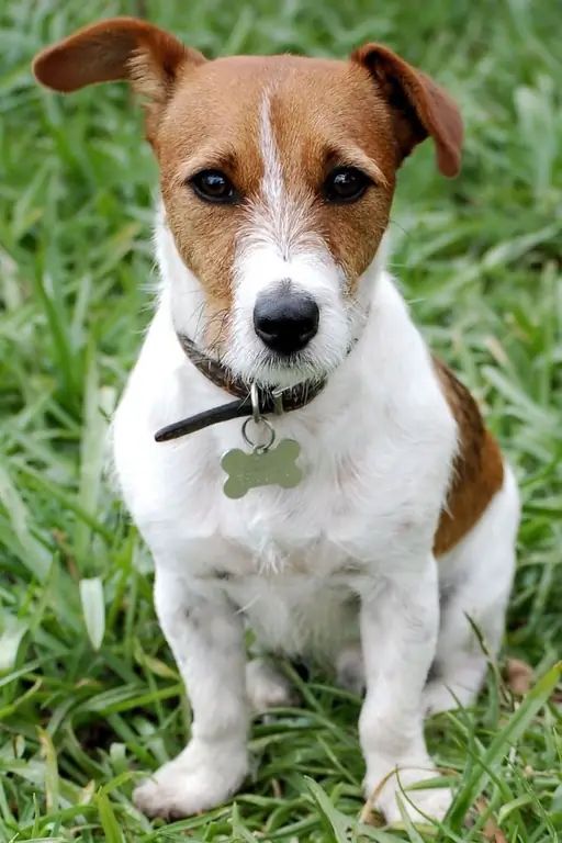 como entender a idade de um cão pastor