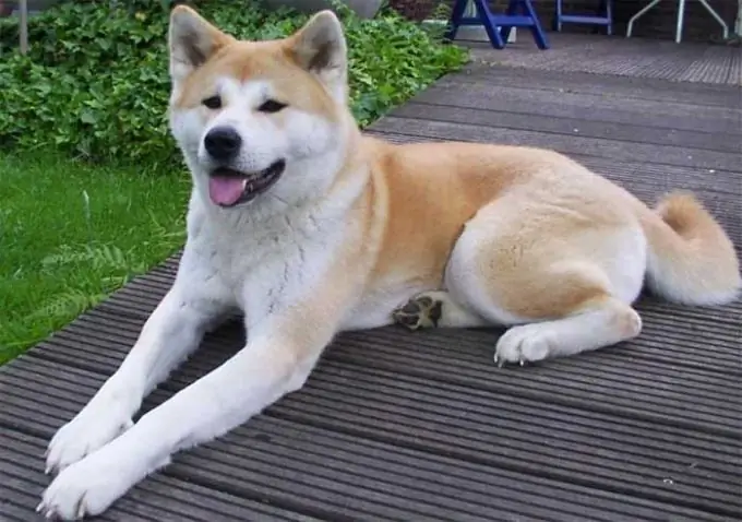 como descobrir quantos meses um cachorro tem