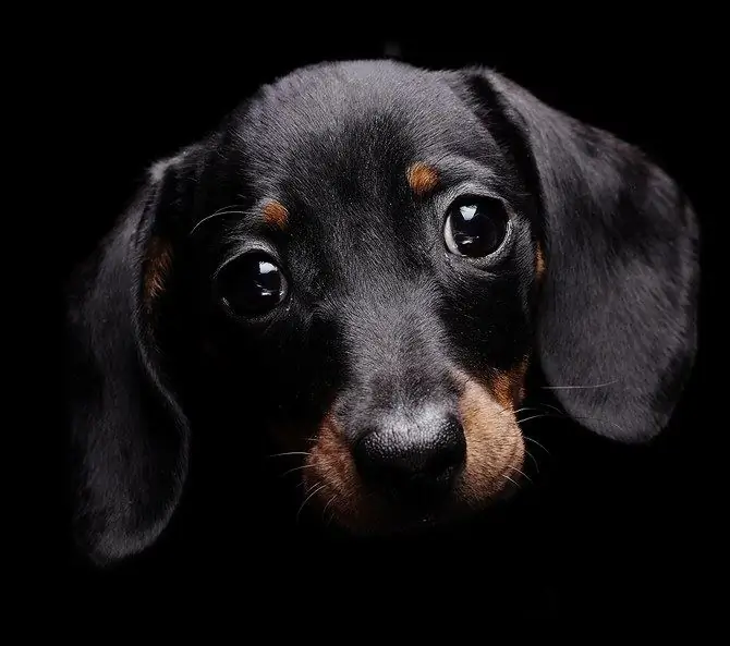 usia dachshund