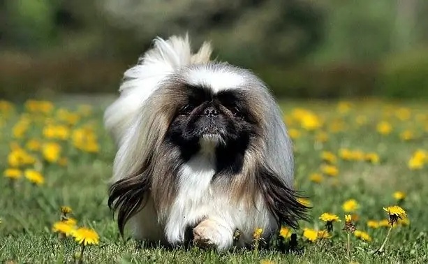 Yuav Tu Pekingese Li Cas