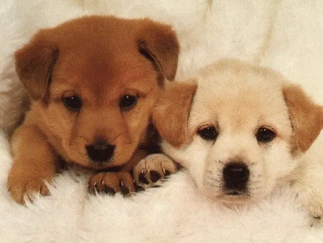 nom pour chiot garçon