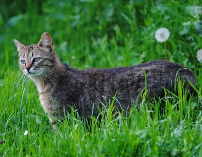 cara memberi suntikan kepada kucing