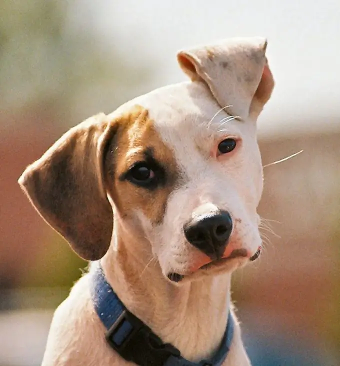 é possível curar a cegueira em um cachorro