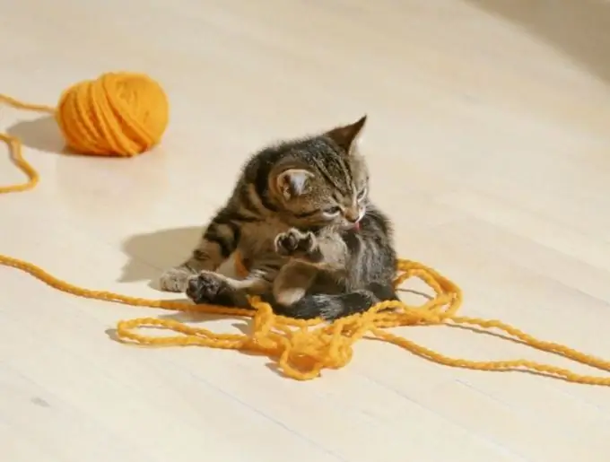 cómo lavar el ojo de un gatito con manzanilla