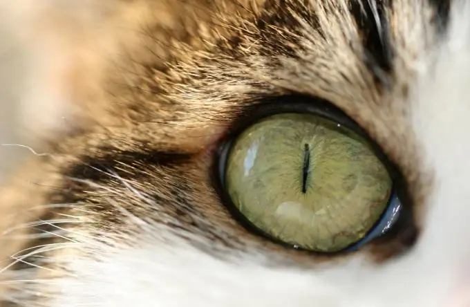 para curar una herida en el ojo de un gato