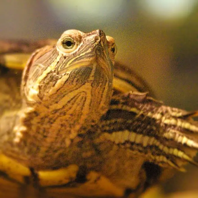 how to make an aquarium for a turtle with your own hands