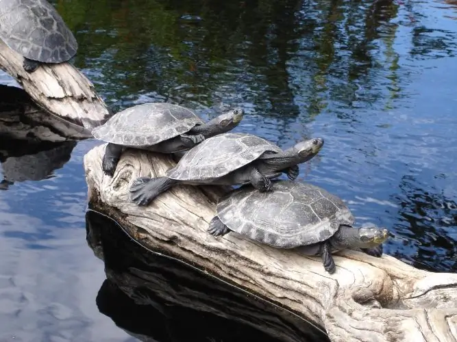 què fer una illa per a una tortuga d’orelles vermelles