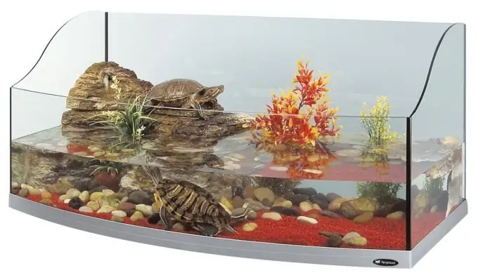 cara membuat terarium untuk kura-kura dengan tangan Anda sendiri