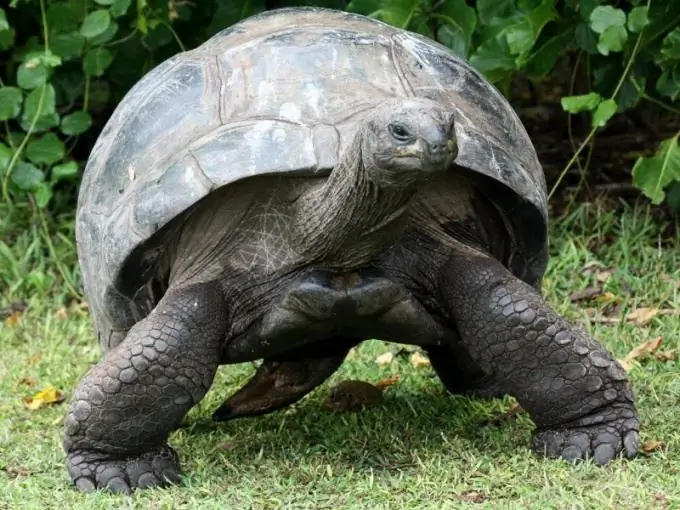 How long do giant turtles live