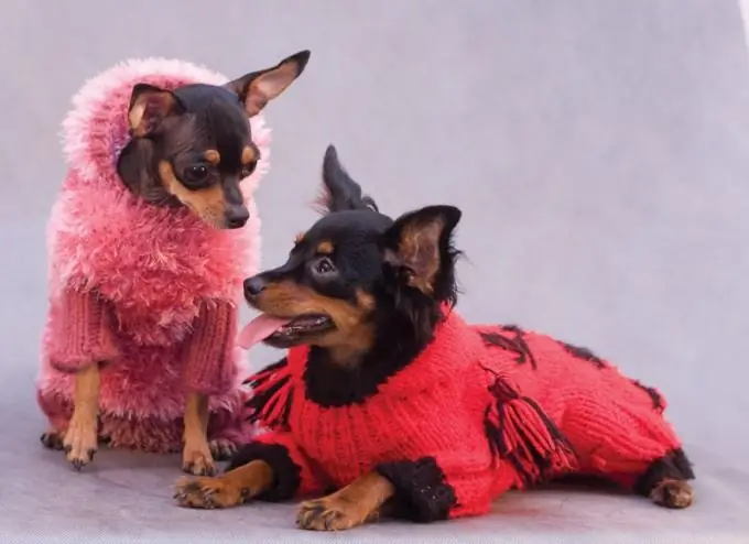 How to knit a toy terrier sweater