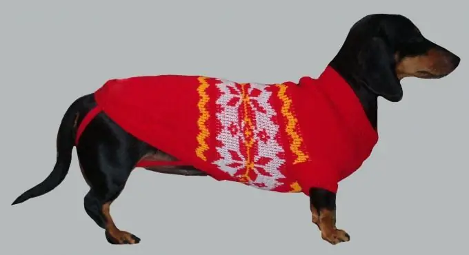 come lavorare a maglia un maglione per un cane