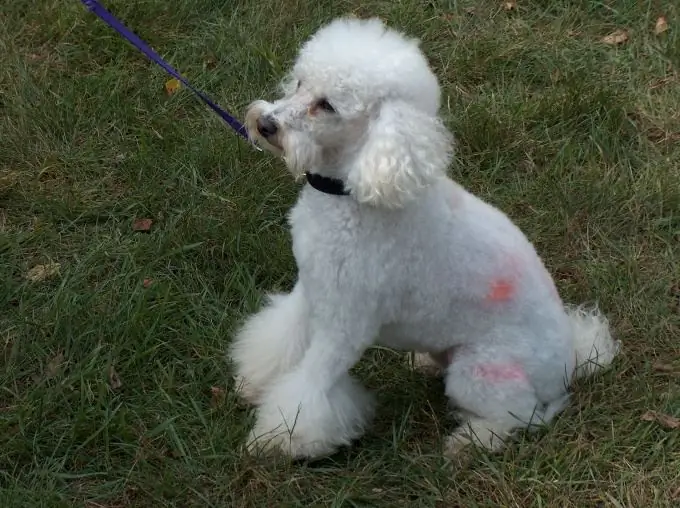 მეტსახელი poodle