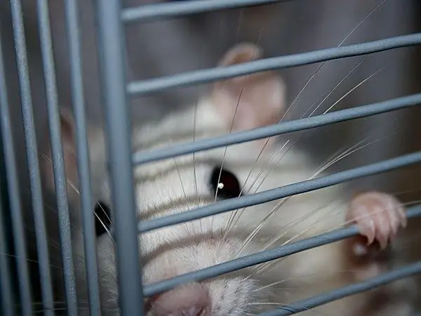 How do domestic rats live?