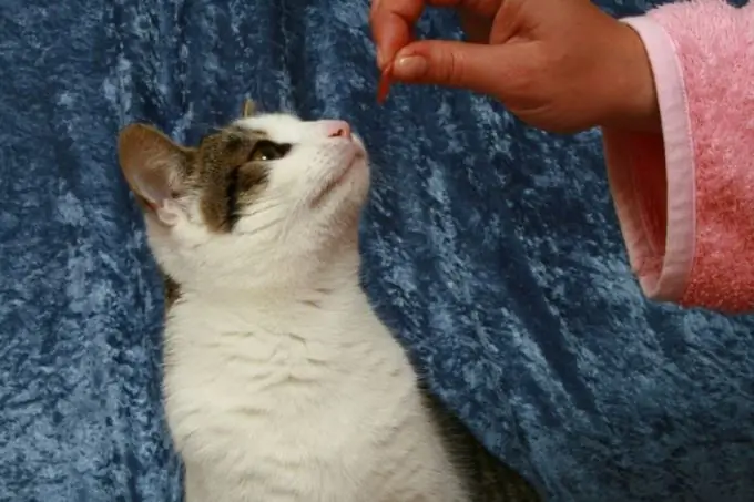 Cómo preparar comida para tu gato