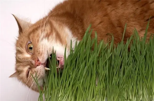 sprouted oats for cats