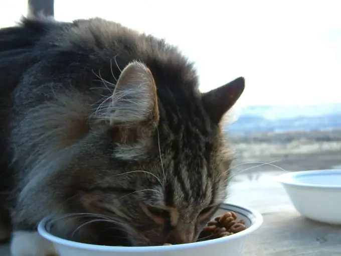 cómo acostumbrar a un gato a la comida casera